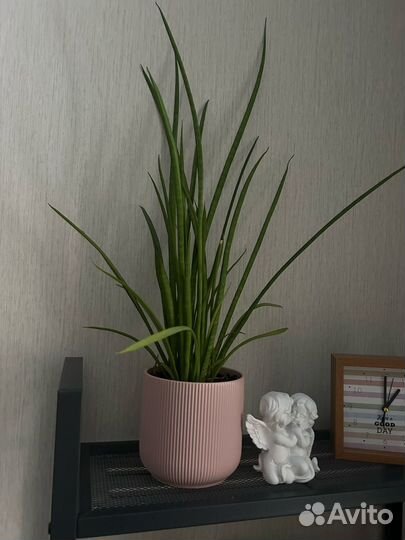 Сансевиерия, взрослое растение