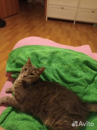 Отдам в добрые руки