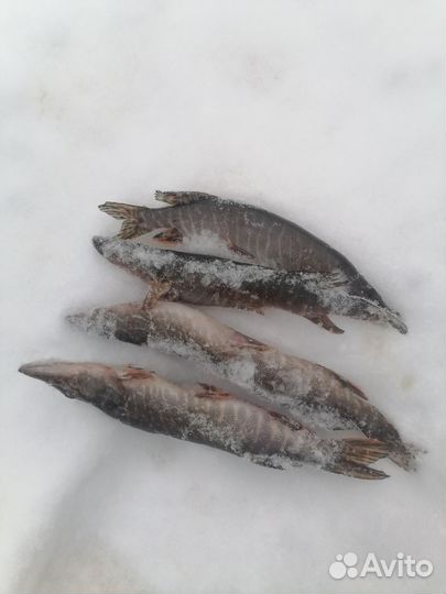 Свежая рыба щука