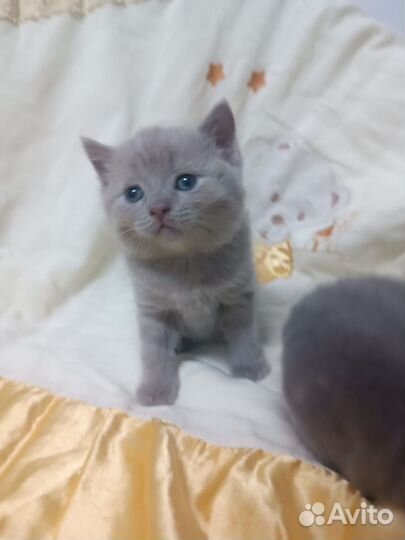 Шотландские котята