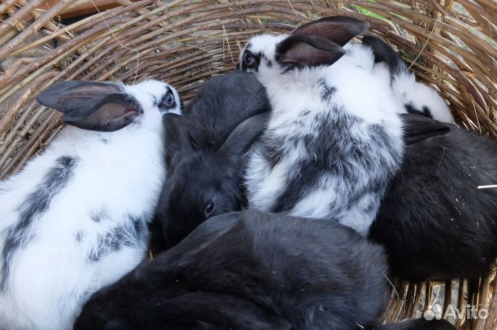 Кролики на племя