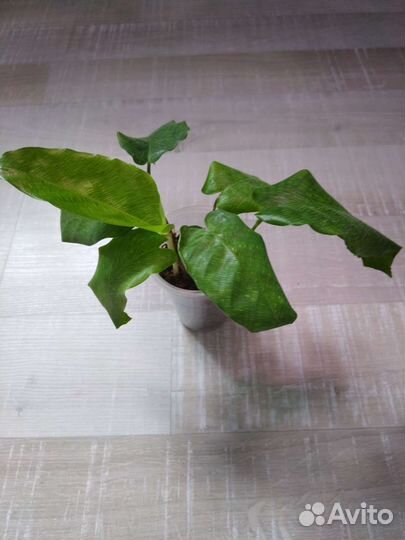 Калатея и ктенанта