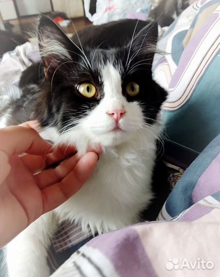 Нежный котенок