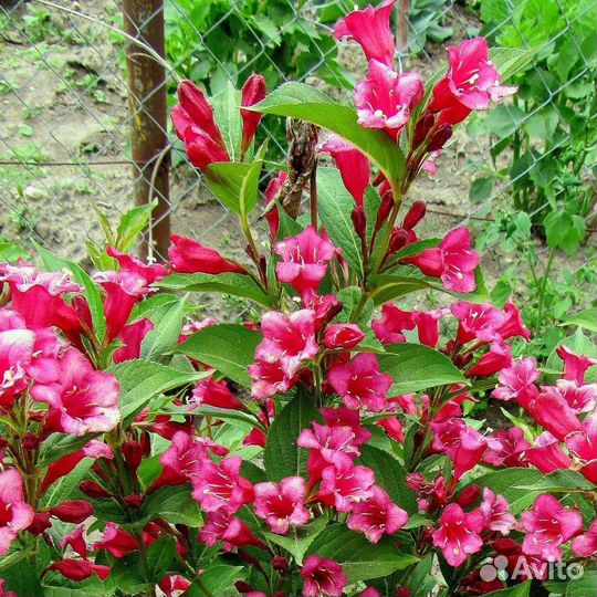 Многолетние садовые растения Астры, Канны, Юкка