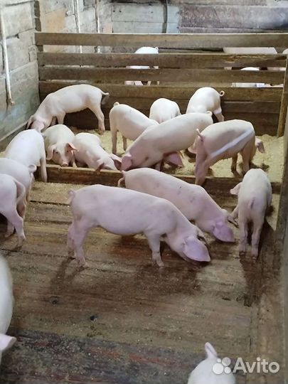 Поросята и подсвинки