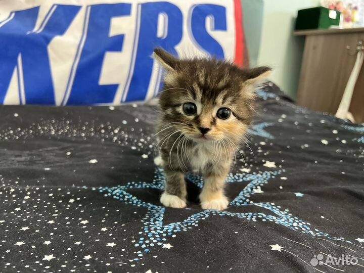 Котята курильский бобтейл