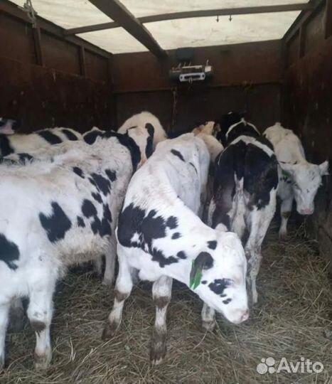 Телята бычки