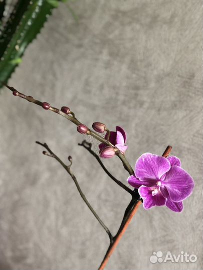 Орхидея фаленопсис