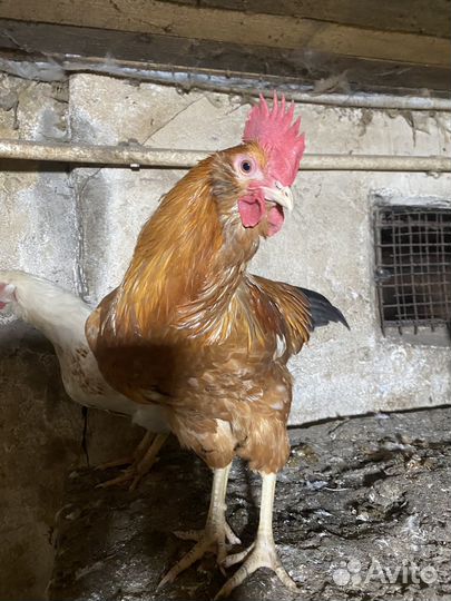 Молодые петухи