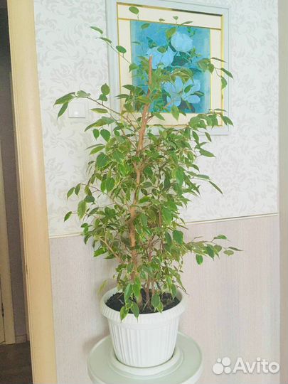 Фикус бенджамина большой