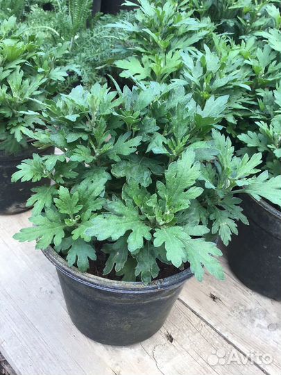 Хризантема