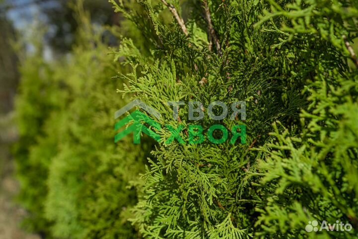 Живая изгородь (выезд замерщика на участок)