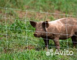 Электропастух
