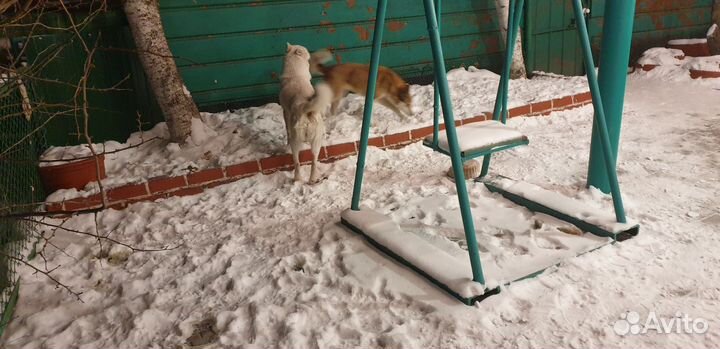 Щенки западно сибирской Лайки