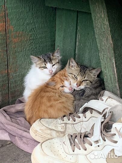 Котята в добрые руки