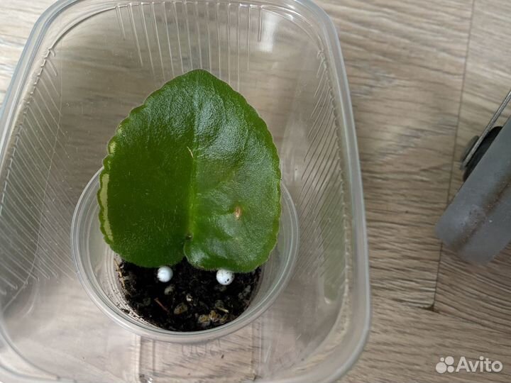 Фиалка KZ-Страна счастья