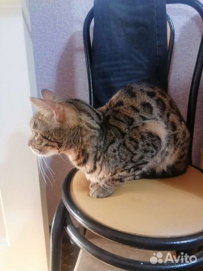 Усы бенгальского кота 18шт