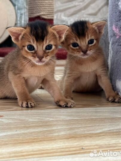 Абиссинская кошка -Открыто бронирование