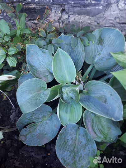 Продам хосты