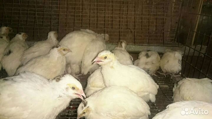 Техасский перепел