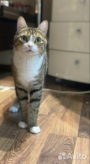 Отдам кота в добрые руки