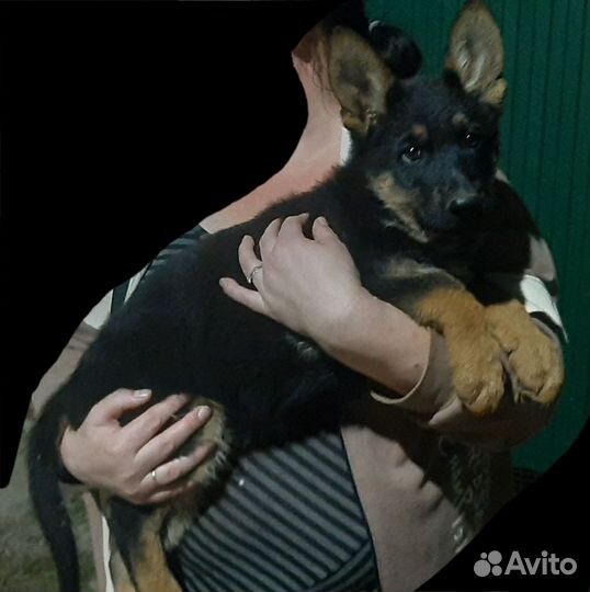 Щенки немецкой овчарки