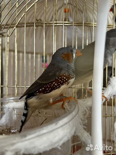 Зебровые амадины