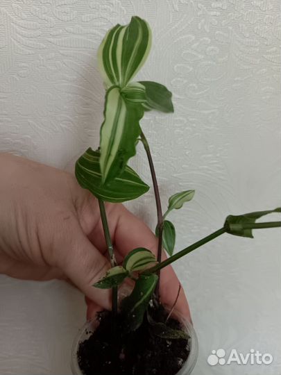 Комнатные цветы