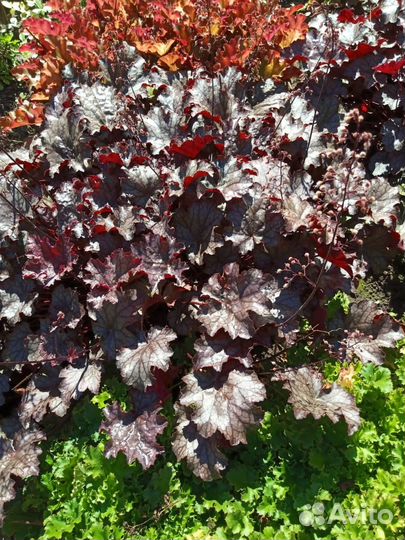 Цветы многолетники