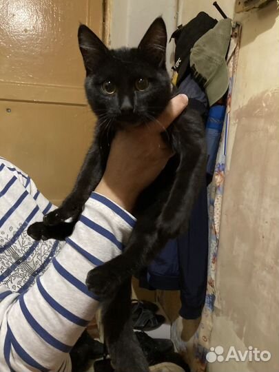 Кошки бесплатно