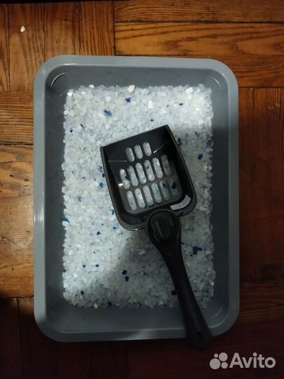 Шотландская вислоухий котёнок