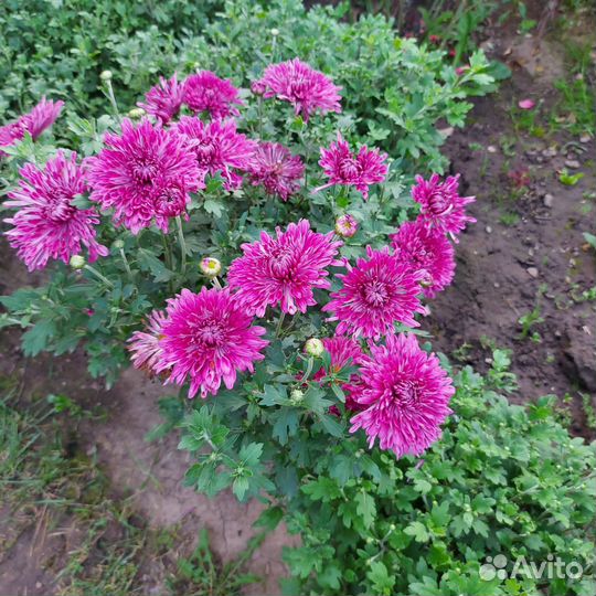 Черенки хризантемы