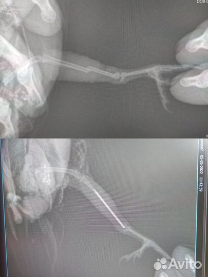 Лечение грызунов, ежей, птиц и рептилий