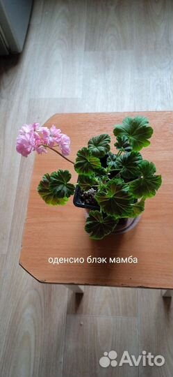 Пеларгония