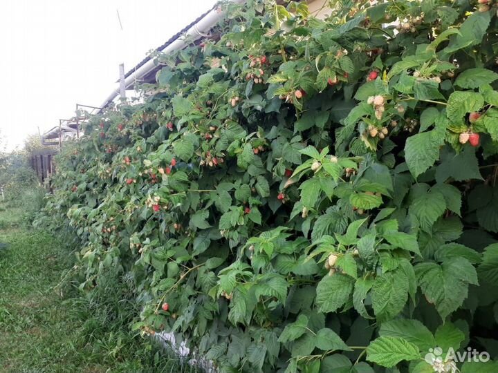 Малина: феномен, карамелька, жёлтый гигант и тд