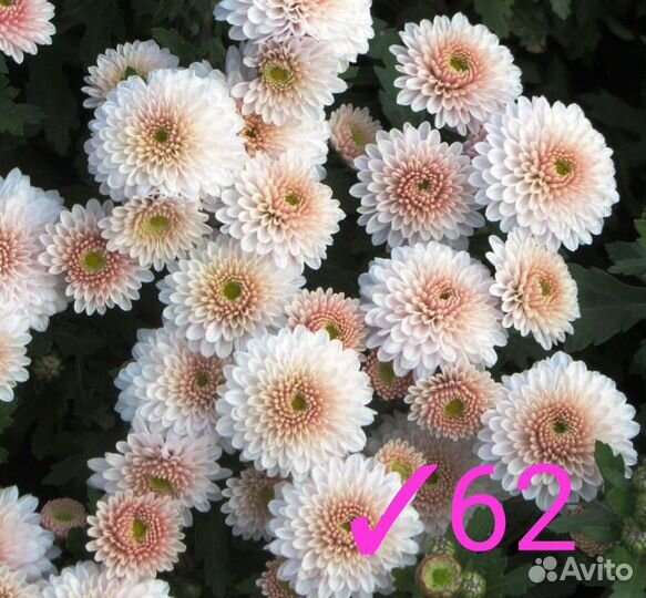 Хризантема мультифлора (70сортов)