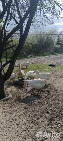 Инкубационное яйцо гусей