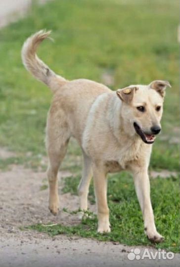 Собакин-улыбакин для охраны