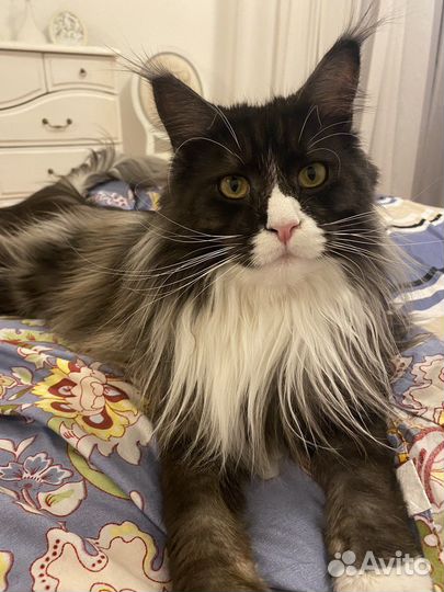 Зооняня с выездом для котов и кроликов Котоняня