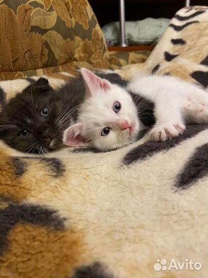 Шотландские котята