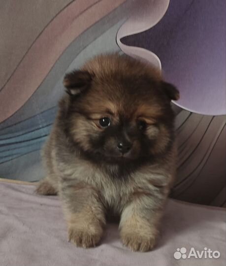 Померанский шпиц