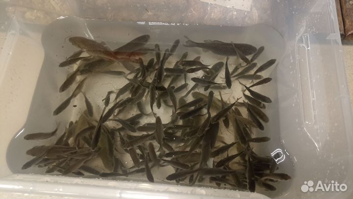 Живец карась