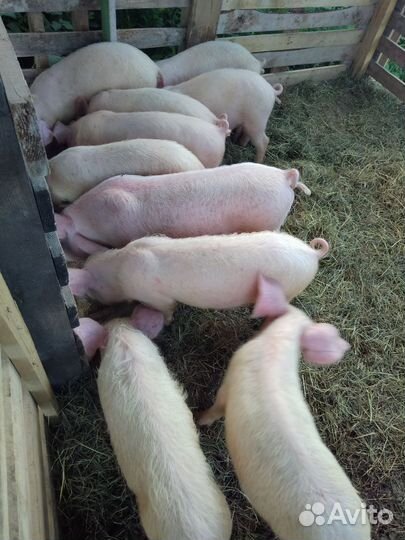 Поросенок ландрас