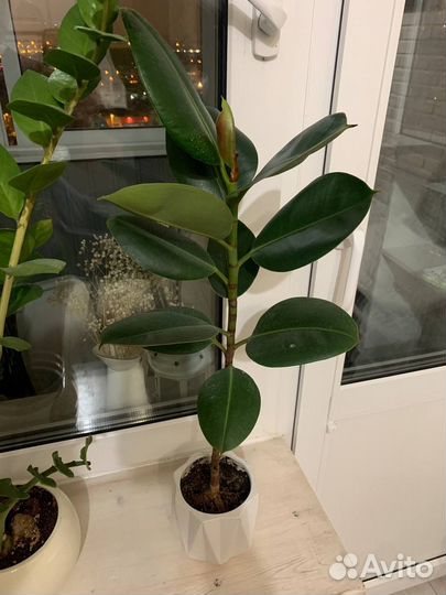 Каучуконосный фикус