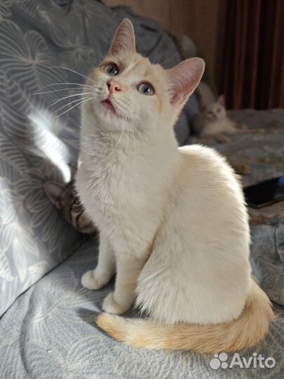 Кошки в добрые руки бесплатно