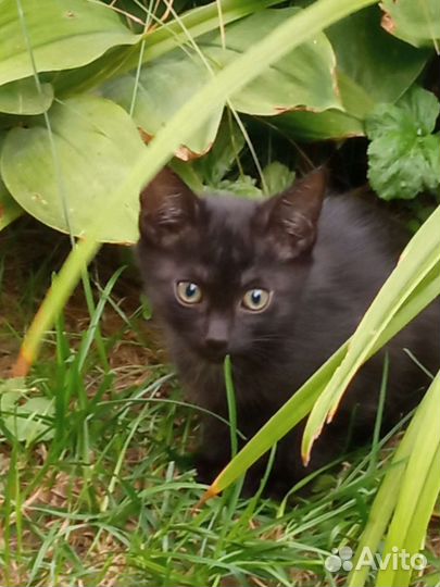 Котята в добрые руки бесплатно