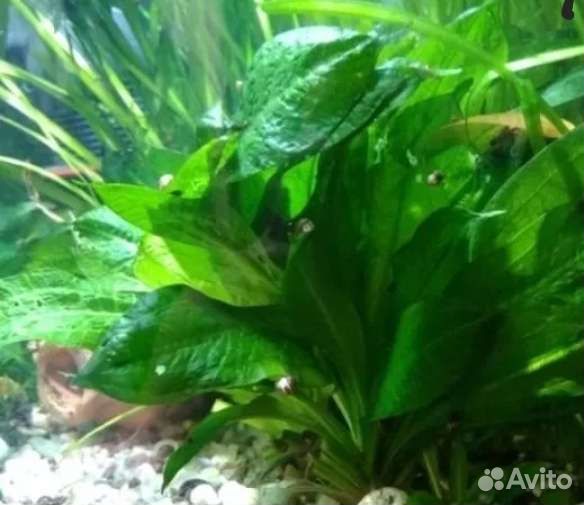 Аквариумное растение