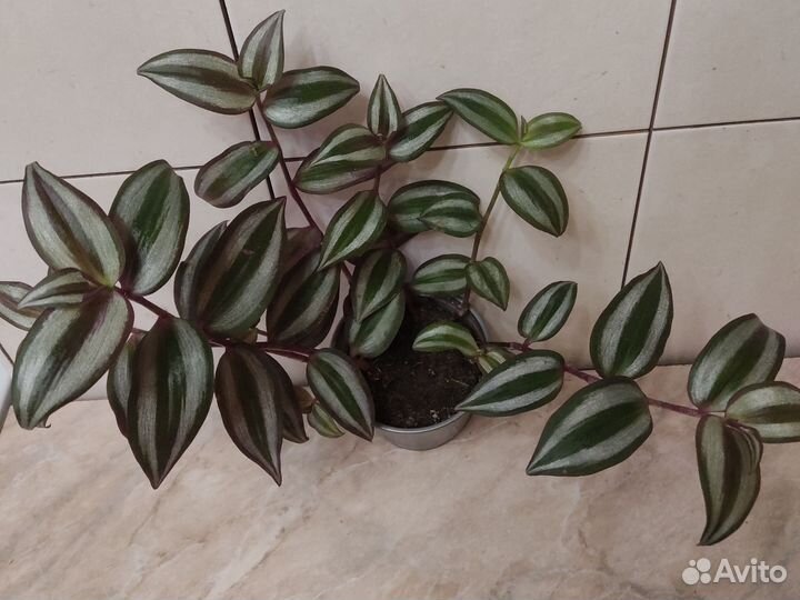 Традесканция зебрина