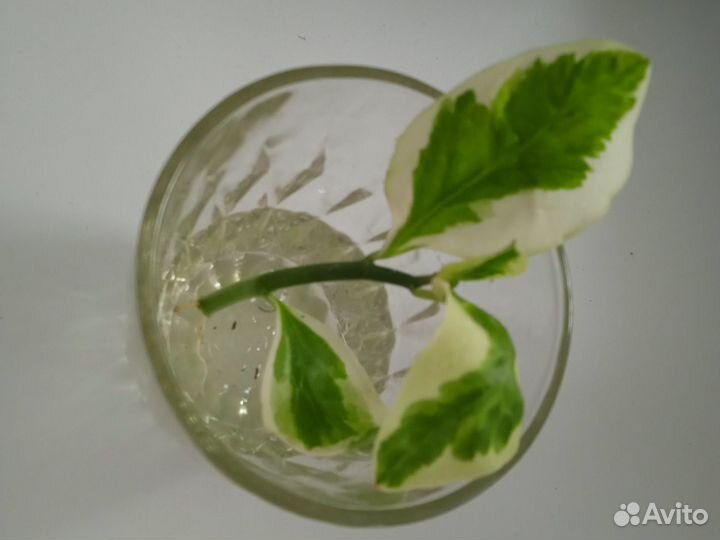 Педилантус