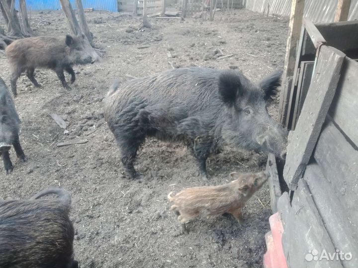 Дикие кабанчики